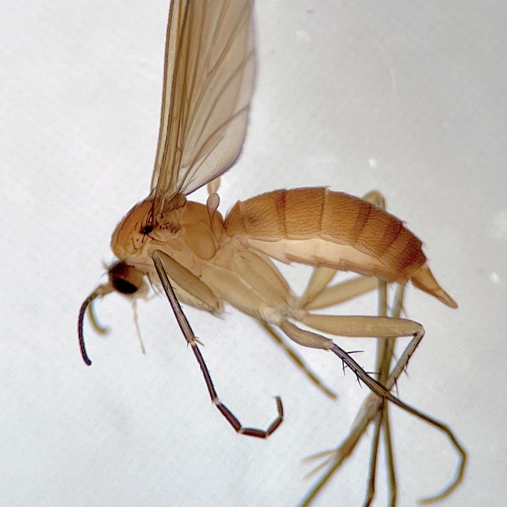 Taxicnemis flava