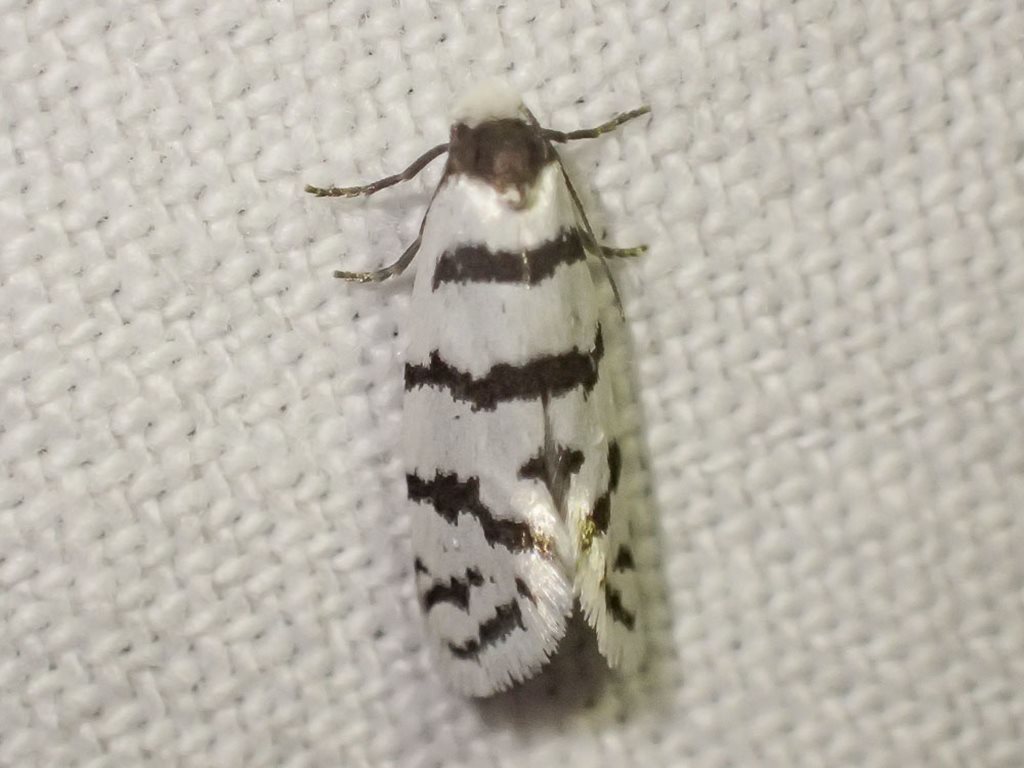 Lepidoscia cataphracta