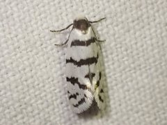 Lepidoscia cataphracta