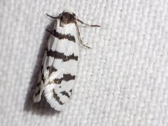 Lepidoscia cataphracta