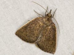 Authaemon stenonipha