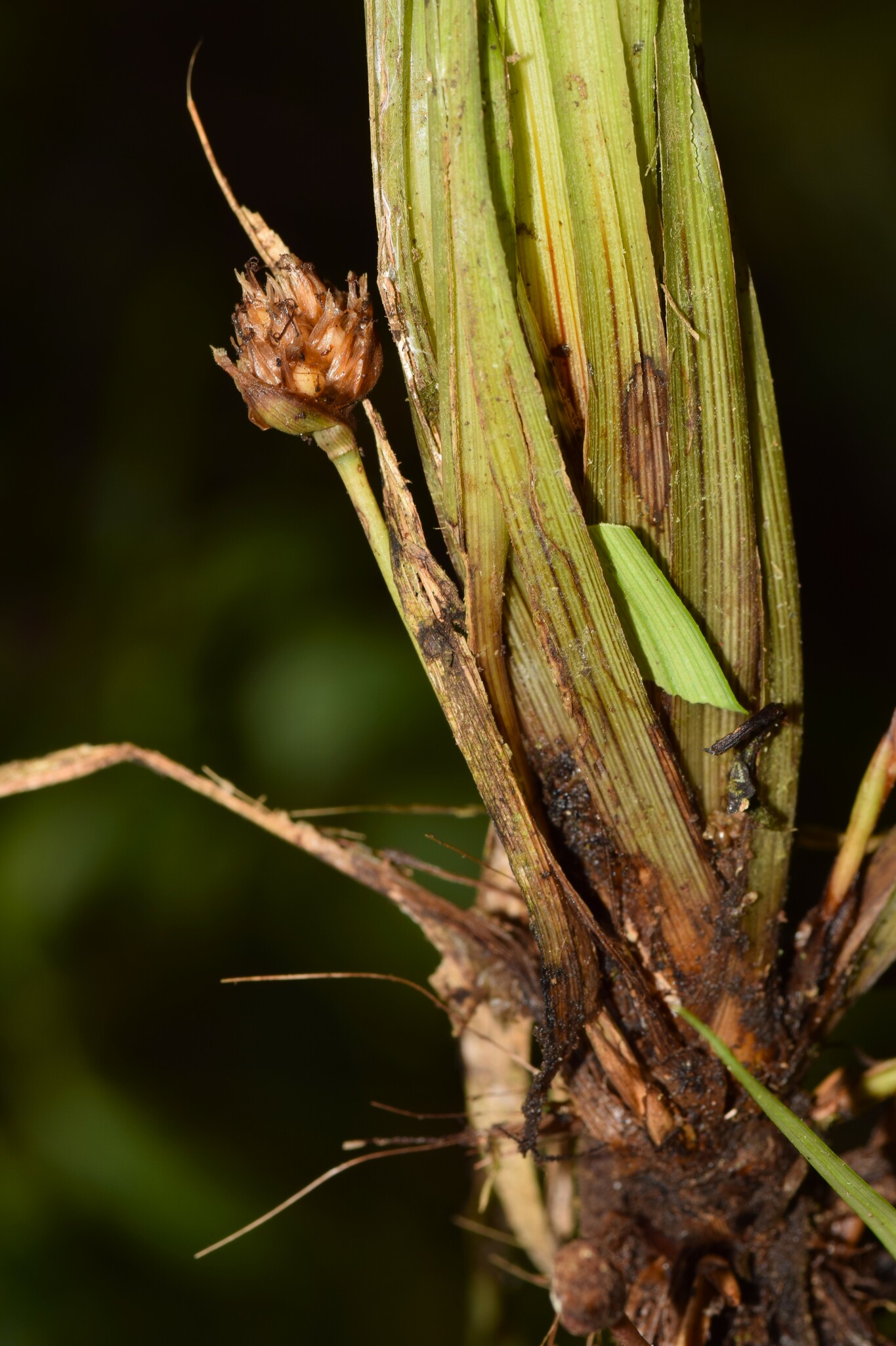 Mapania palustris