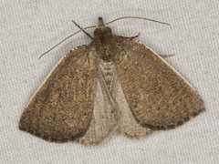 Authaemon stenonipha