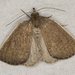 Pale-bordered Cape-Moth - Photo (c) David Akers, some rights reserved (CC BY-NC-SA), uploaded by David Akers
