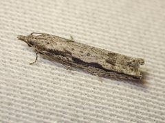 Holocola melanographa