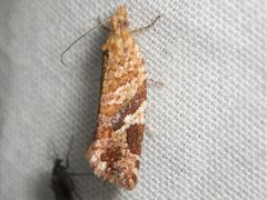 Epitymbia isoscelana
