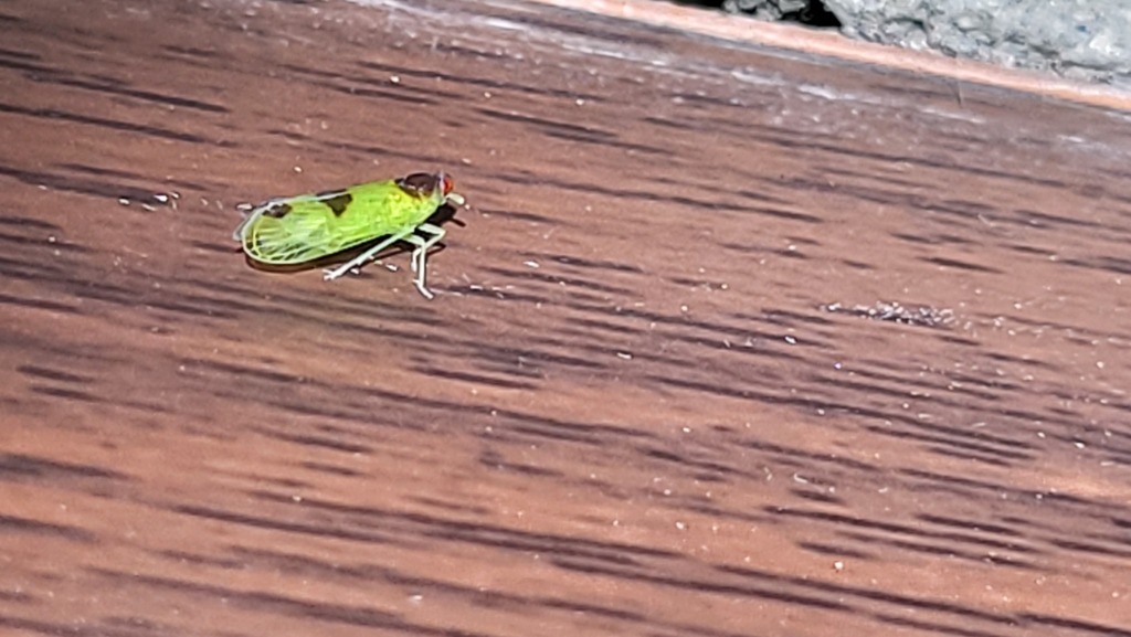 Brixia bimaculata