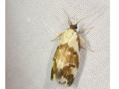 Eulechria clytophanes