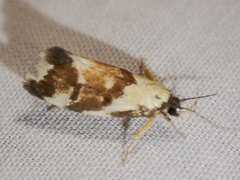 Eulechria clytophanes