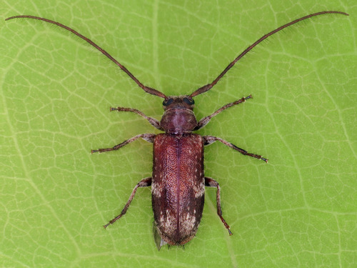 Exocentrus adspersus Mulsant, 1846