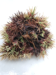 Chrysolepis sempervirens