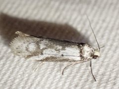 Philobota iphigenes
