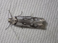 Philobota iphigenes