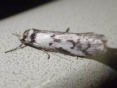 Philobota iphigenes