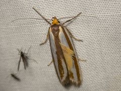 Phytotrypa brochosema