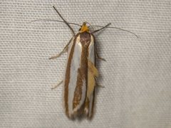 Phytotrypa brochosema