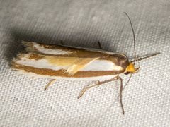 Phytotrypa brochosema