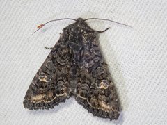 Neumichtis spumigera