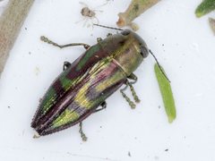 Melobasis purpurascens