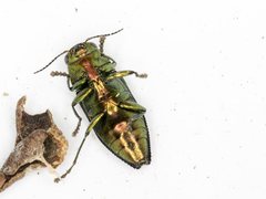 Melobasis purpurascens