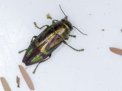 Melobasis purpurascens