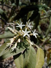 Vallesia conzattii