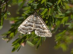 Chrysolarentia nephodes