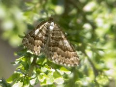 Chrysolarentia nephodes