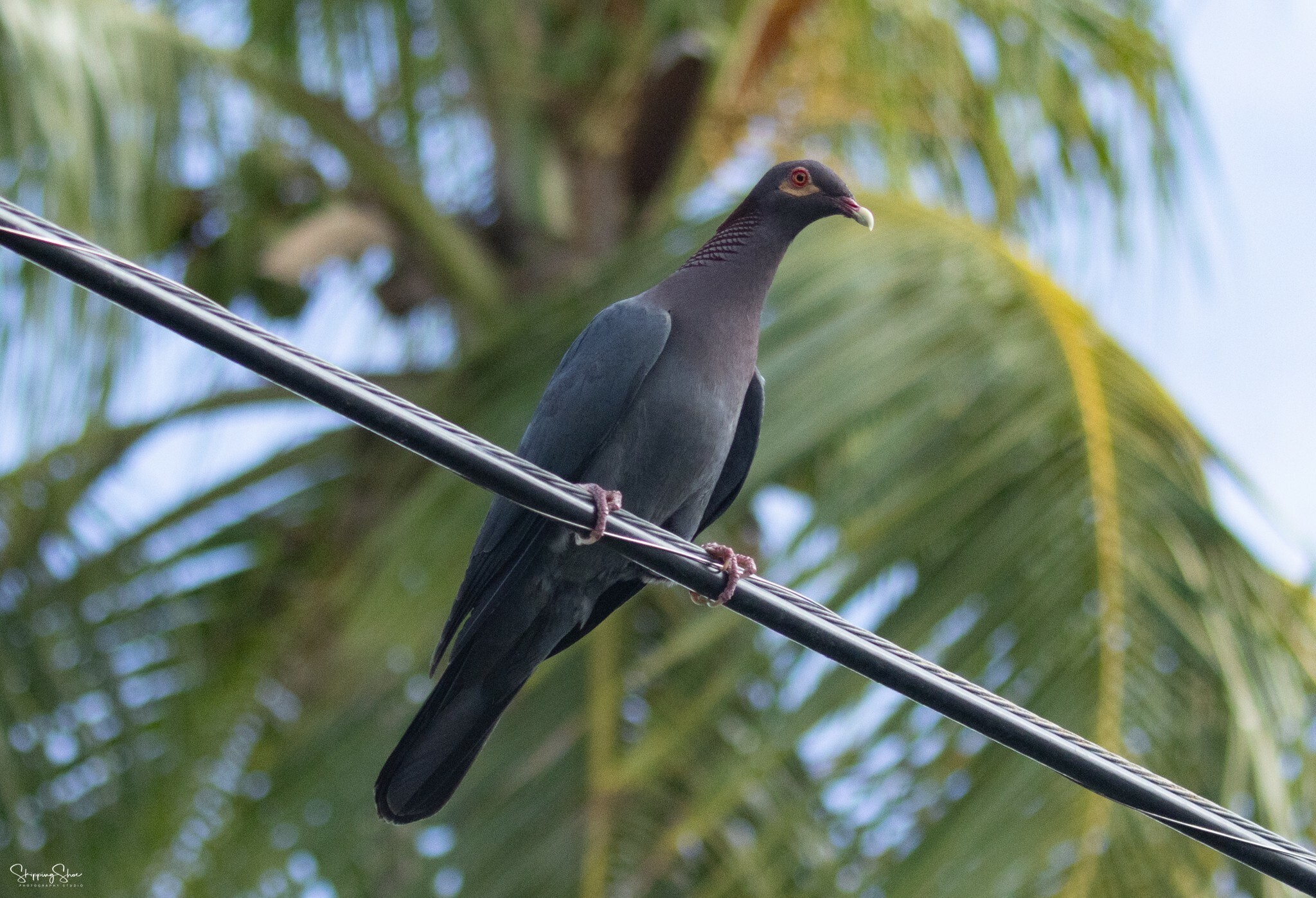 Scaly-naped Pigeon (Patagioenas squamosa)
