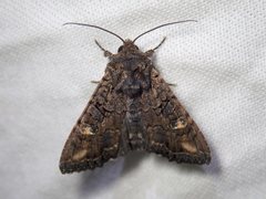 Neumichtis spumigera