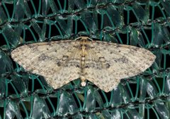 Poecilasthena scoliota