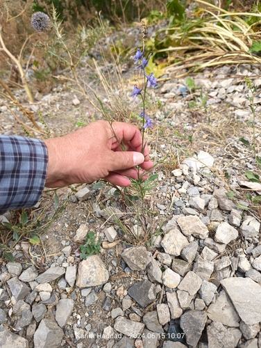 Image of Delphinium halteratum by (c) Karim Haddad, some rights reserved (CC BY)