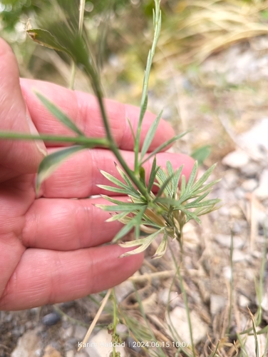 Image of Delphinium halteratum by (c) Karim Haddad, some rights reserved (CC BY)