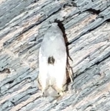 Pseudopostega quadristrigella