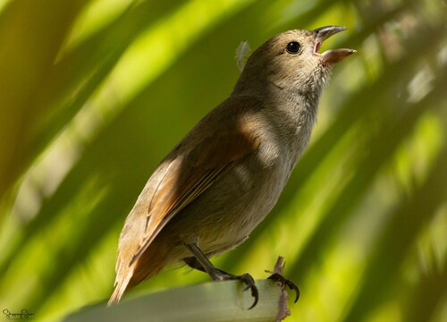 Barbados Bullfinch (Loxigilla barbadensis), photo 9