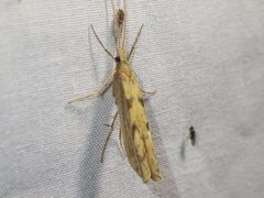 Kosrheithrus tillyardi