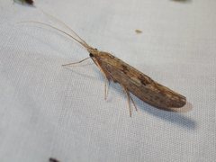 Kosrheithrus tillyardi