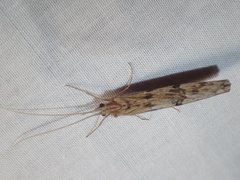 Kosrheithrus tillyardi