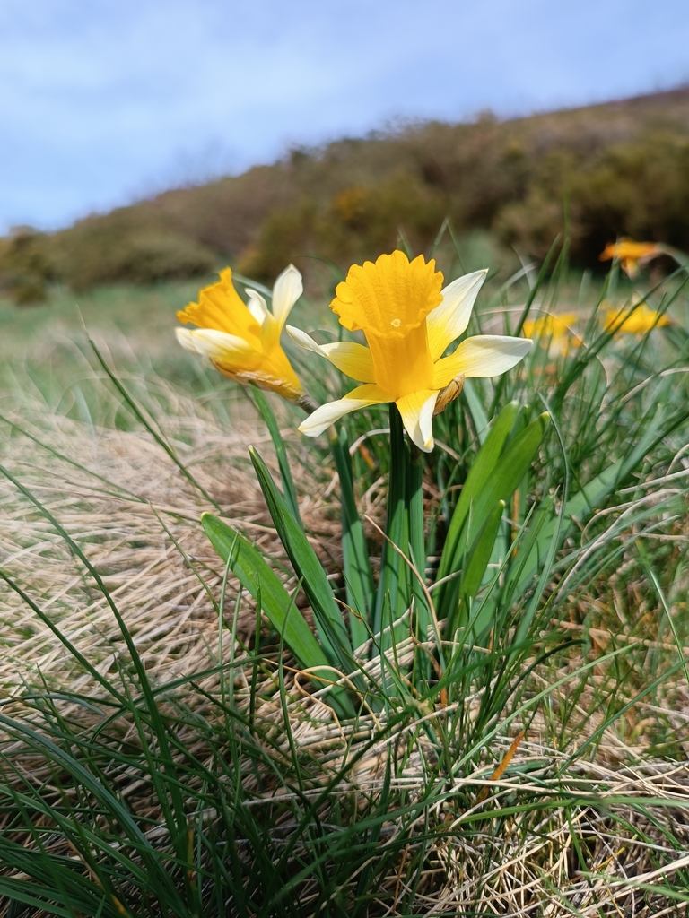 Narcissus leonensis