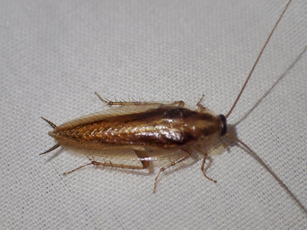 Ectoneura