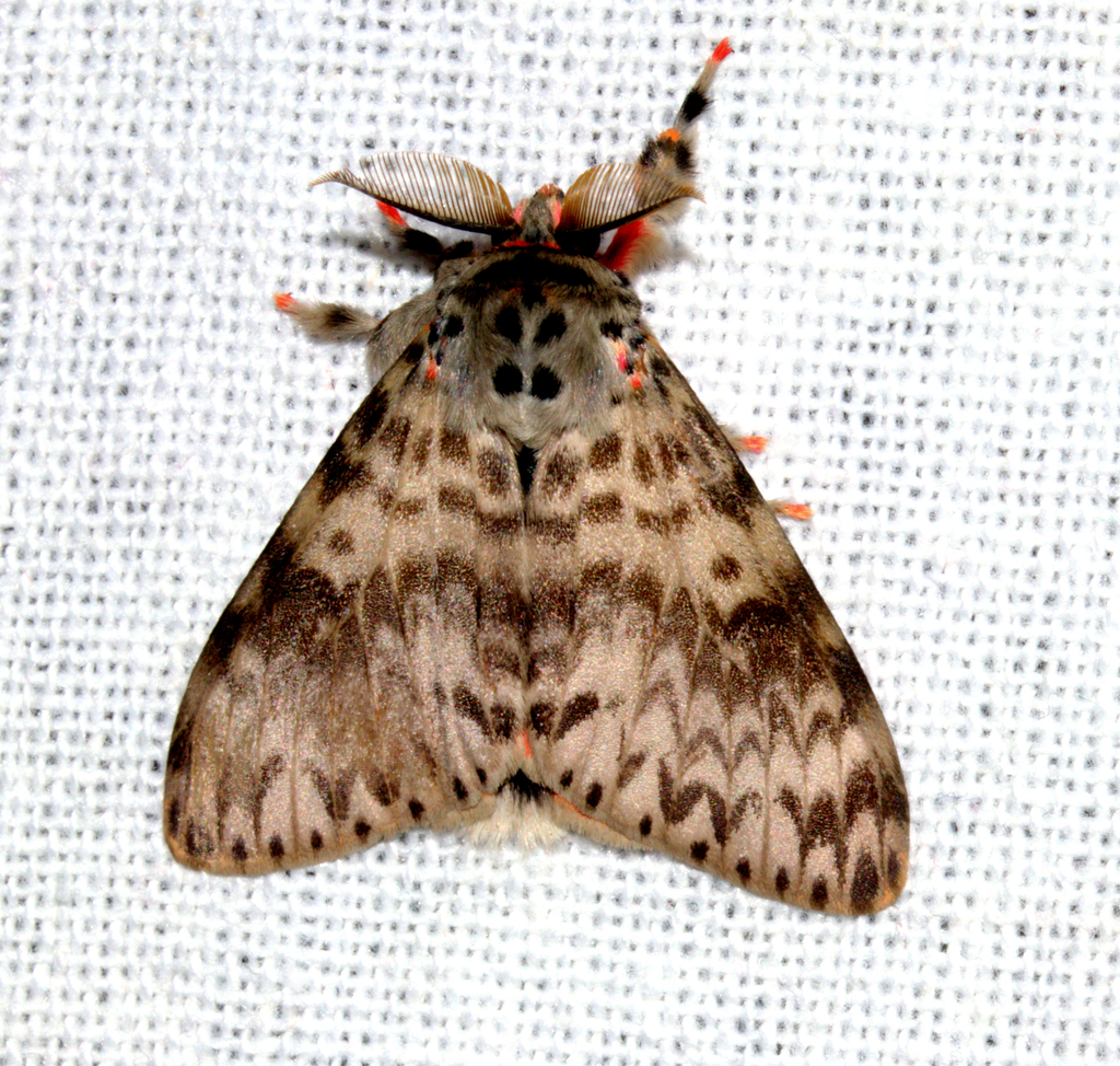 Lymantria grandis