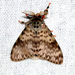 Lymantria grandis - Photo 由 satish nikam 所上傳的 (c) satish nikam，保留部份權利CC BY-NC-SA