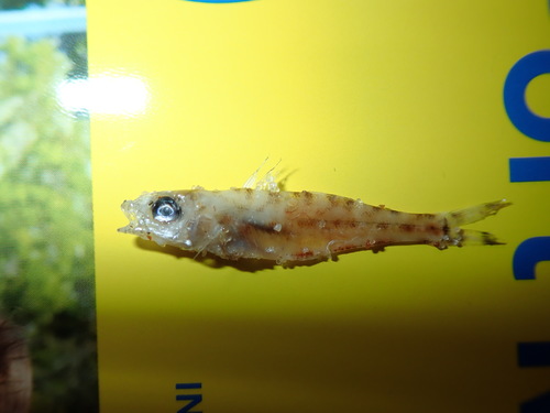 Sillago maculata