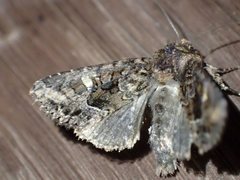 Neumichtis spumigera