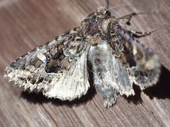 Neumichtis spumigera