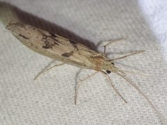 Kosrheithrus tillyardi