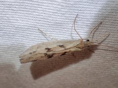 Kosrheithrus tillyardi