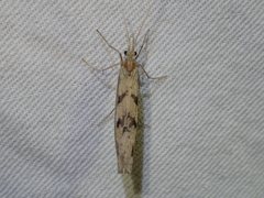 Kosrheithrus tillyardi