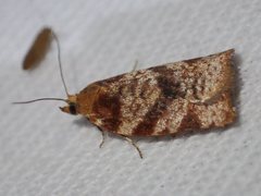 Epitymbia isoscelana