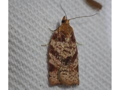 Epitymbia isoscelana